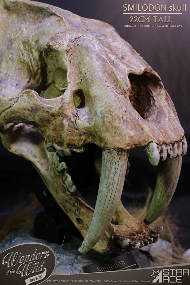 Wonders of the Wild Series Statue Smilodon Skull Fossil 22 cm - MangaShop.ro