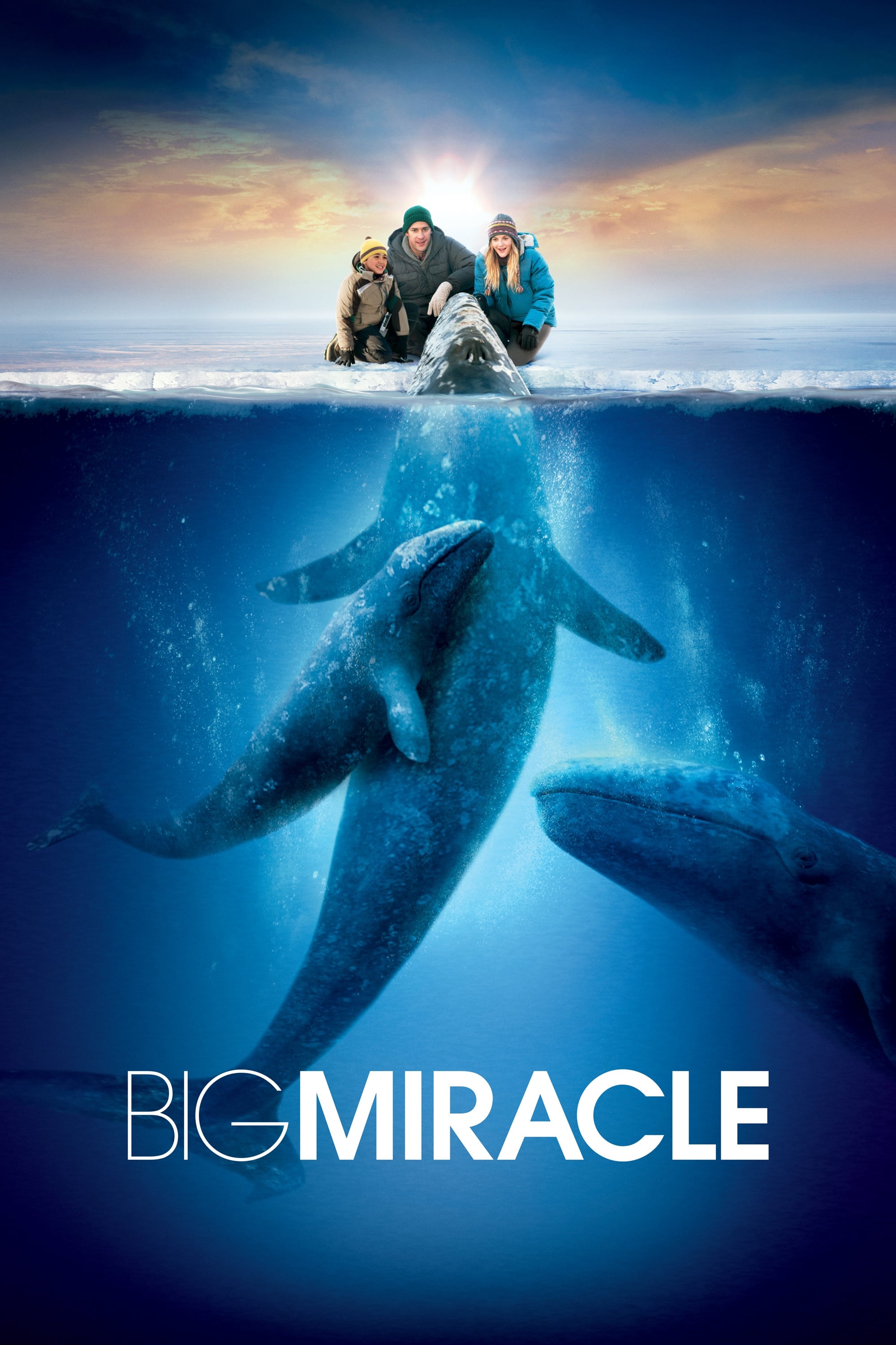 Big Miracle DVD - MangaShop.ro