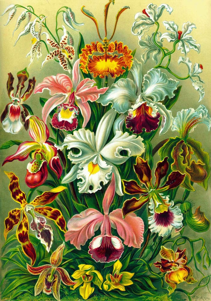 Ernst Haeckel Puzzle Orchid (1000 pieces) - MangaShop.ro